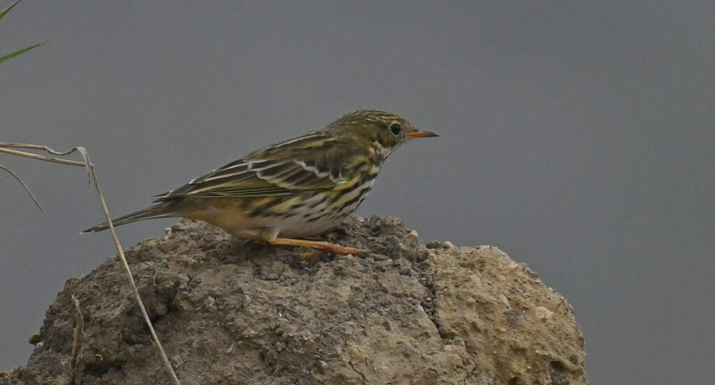 Meadow pipit - Anthus pratensis