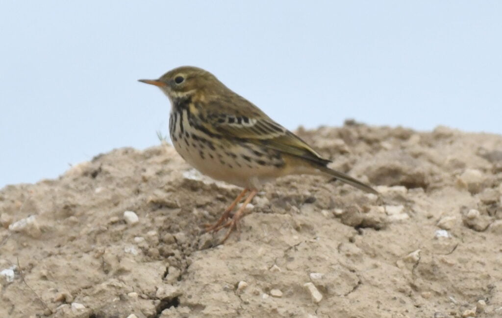 Meadow pipit - Anthus pratensis