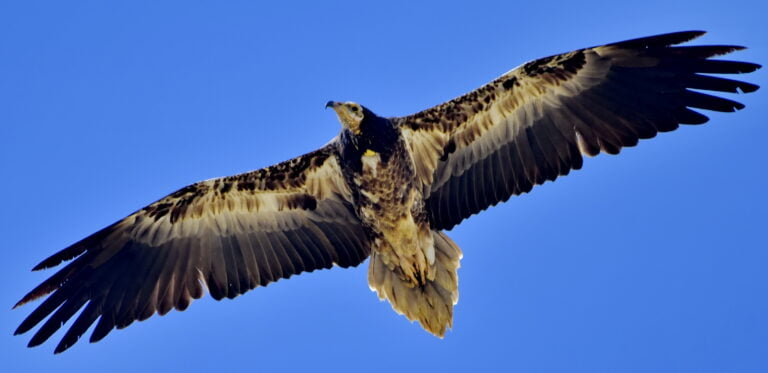 23 - 30 mai 2027 Tur de fotografiat si observat pasarile in Delta Dunarii - Romania