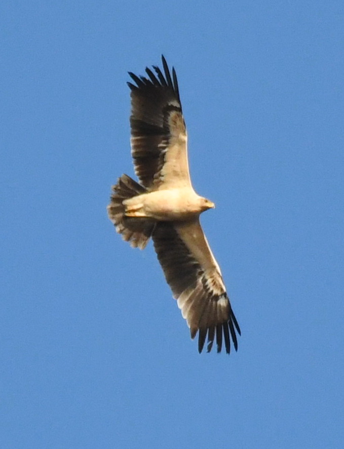 Greater spotted eagle (white ) - Clanga clanga fulvescens