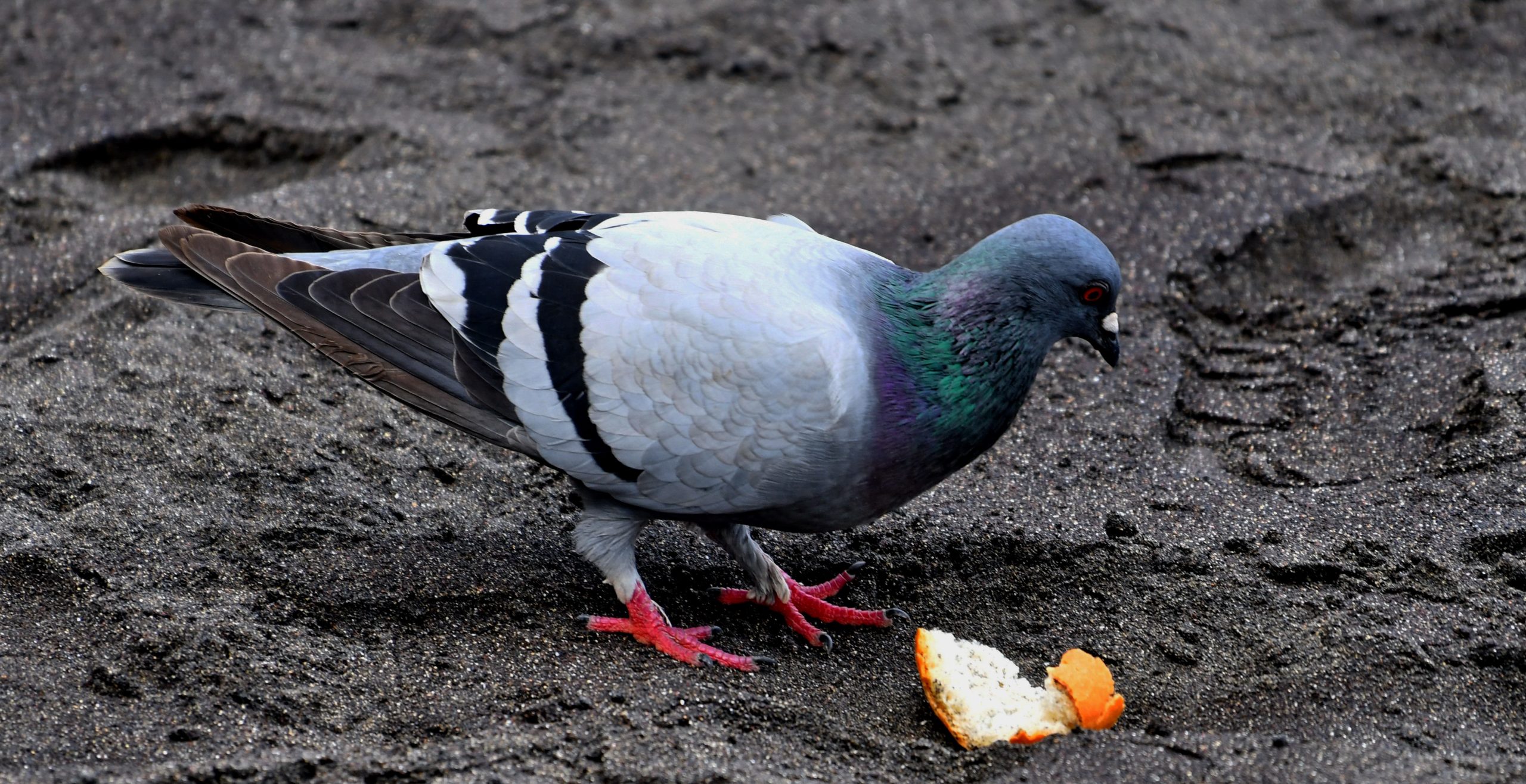 Domestic pigeon (Columba livia domestica