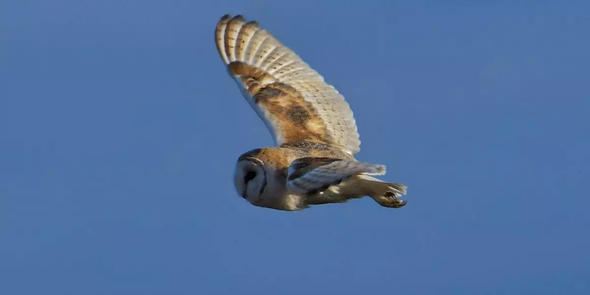 Featured Image