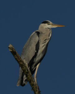 Observatii ornitologice , toamna, in Delta Dunarii