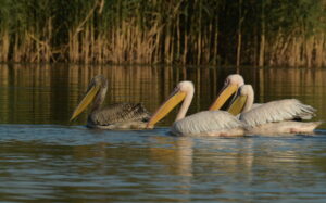 Autumn birdwatching in the Danube Delta - Romania