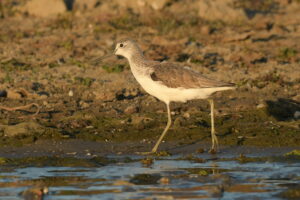 Observatii ornitologice , toamna, in Delta Dunarii