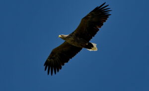 Autumn birdwatching in the Danube Delta - Romania