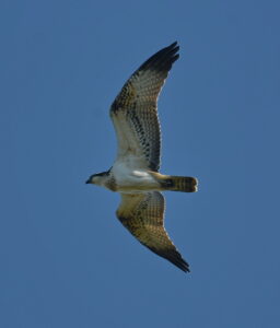 Observation des oiseaux en automne dans le delta du Danube – Roumanie