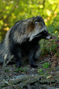 Chien viverrin( Nyctereutes procyonoides )