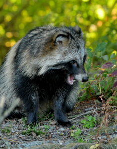 Chien viverrin( Nyctereutes procyonoides )
