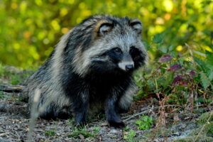 Chien viverrin( Nyctereutes procyonoides )