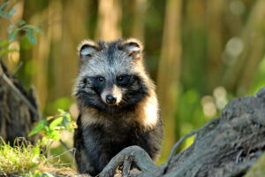 Chien viverrin( Nyctereutes procyonoides )