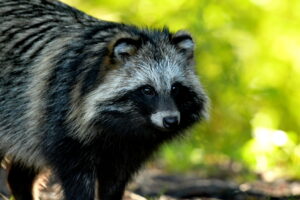 Chien viverrin( Nyctereutes procyonoides )